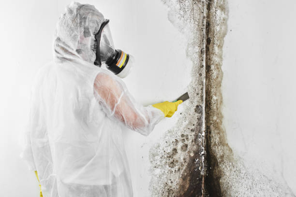 Best Local Mold Removal Service  in Central City, KY
