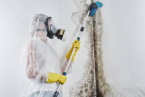 Best Mold Remediation  in Central City, KY