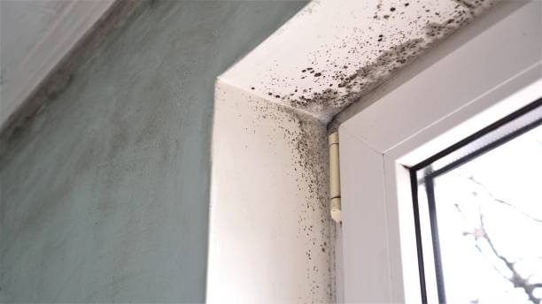 Best Mold Damage Repair  in Central City, KY