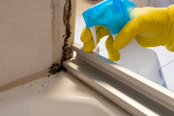 Best Mold Testing  in Central City, KY