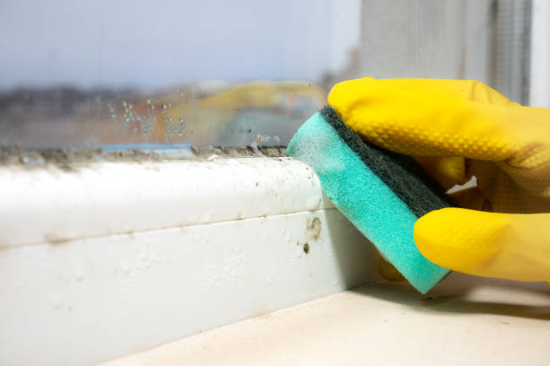 Trusted Central City, KY Mold Removal Experts