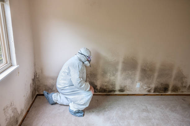 Attic Mold Removal in Central City, KY