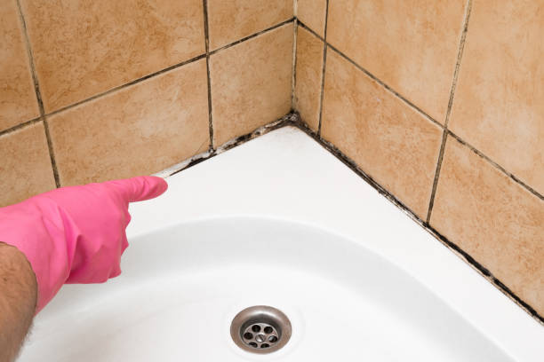 Best Professional Mold Removal  in Central City, KY